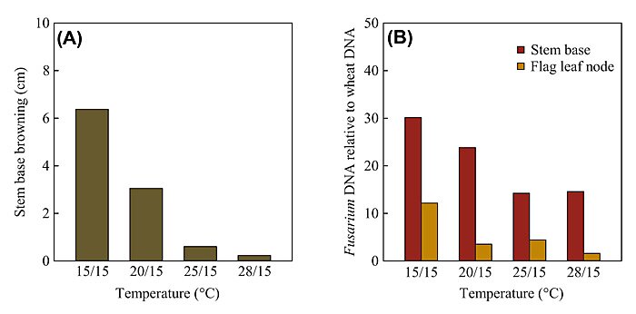 Figure 1. Effect of temperature on (Panel A) disease severity as expressed by the length of stem base browning (cm) and (Panel B) relative pathogen biomass in stem base (PB-S) and flag leaf node tissue (PB-F) as measured by Fusarium DNA relative to wheat DNA. All measurements in wheat plants were made at maturity following stem base inoculation by Fusarium pseudograminearum. Adapted from Sabburg et al. (2015).