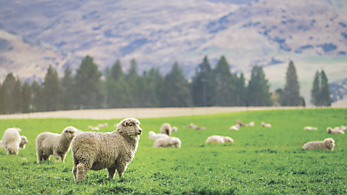 New Zealand Sheep