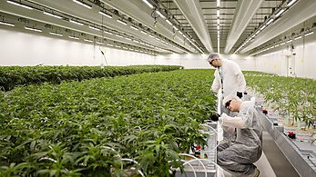 Cannabis cultivation