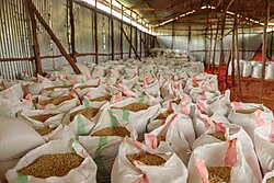 Many open bags of beans in a farm warehouse ready for export, Rwanda