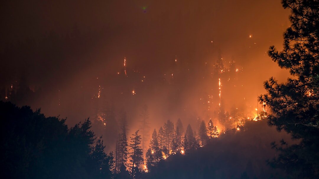 A forest burns at nighttime