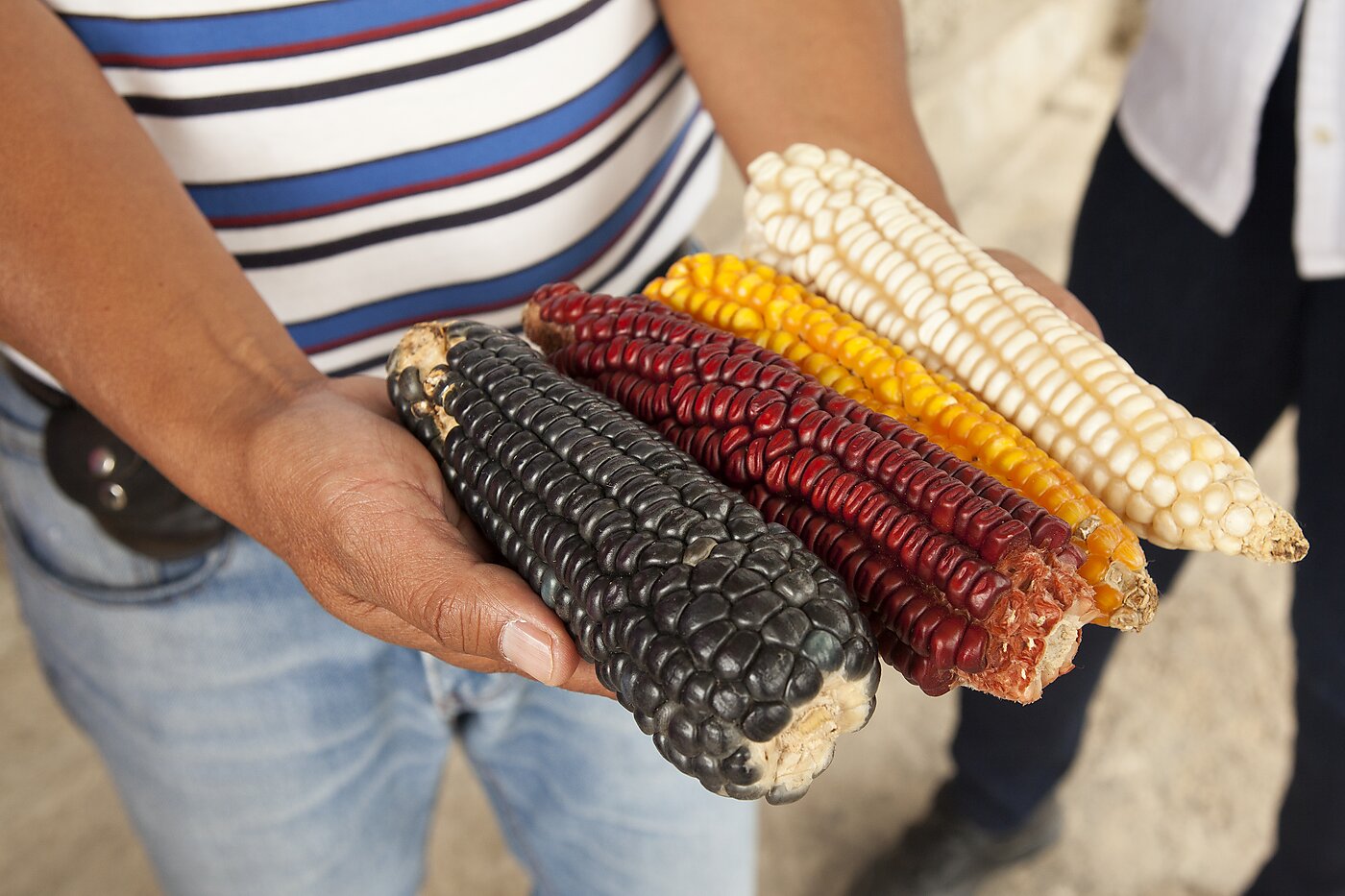 mexico corn