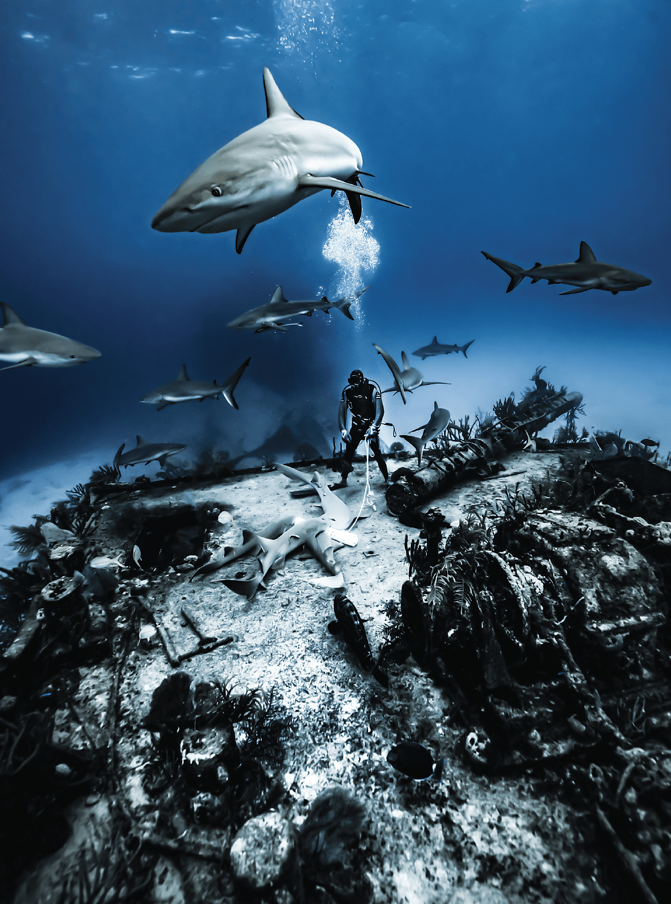 Free Society - SCUBA/Shark Photo