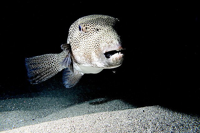 Media Name: 640px-giant_pufferfish.jpg
