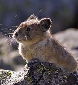 The Resilience of an American Pika Metapopulation to Global Warming